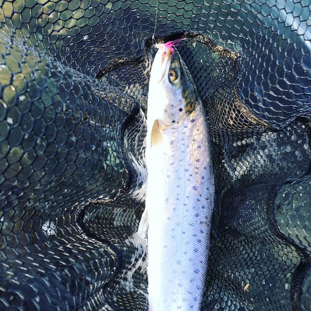 Winter Shrimp