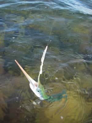 Fang mange hornfisk på fluestangen