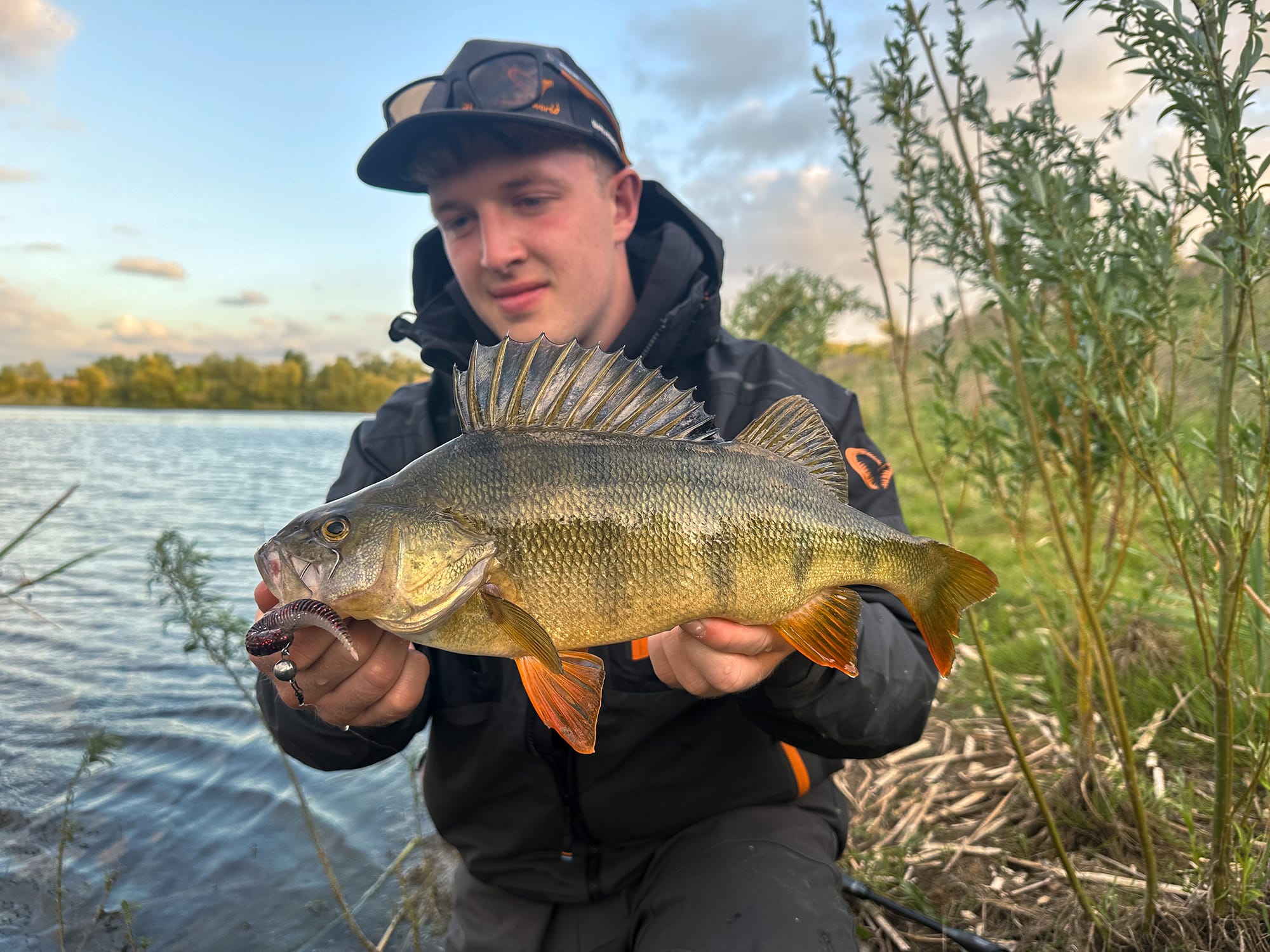 Aborre softbaits