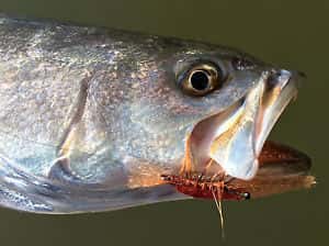 Ultra Shrimp Fly
