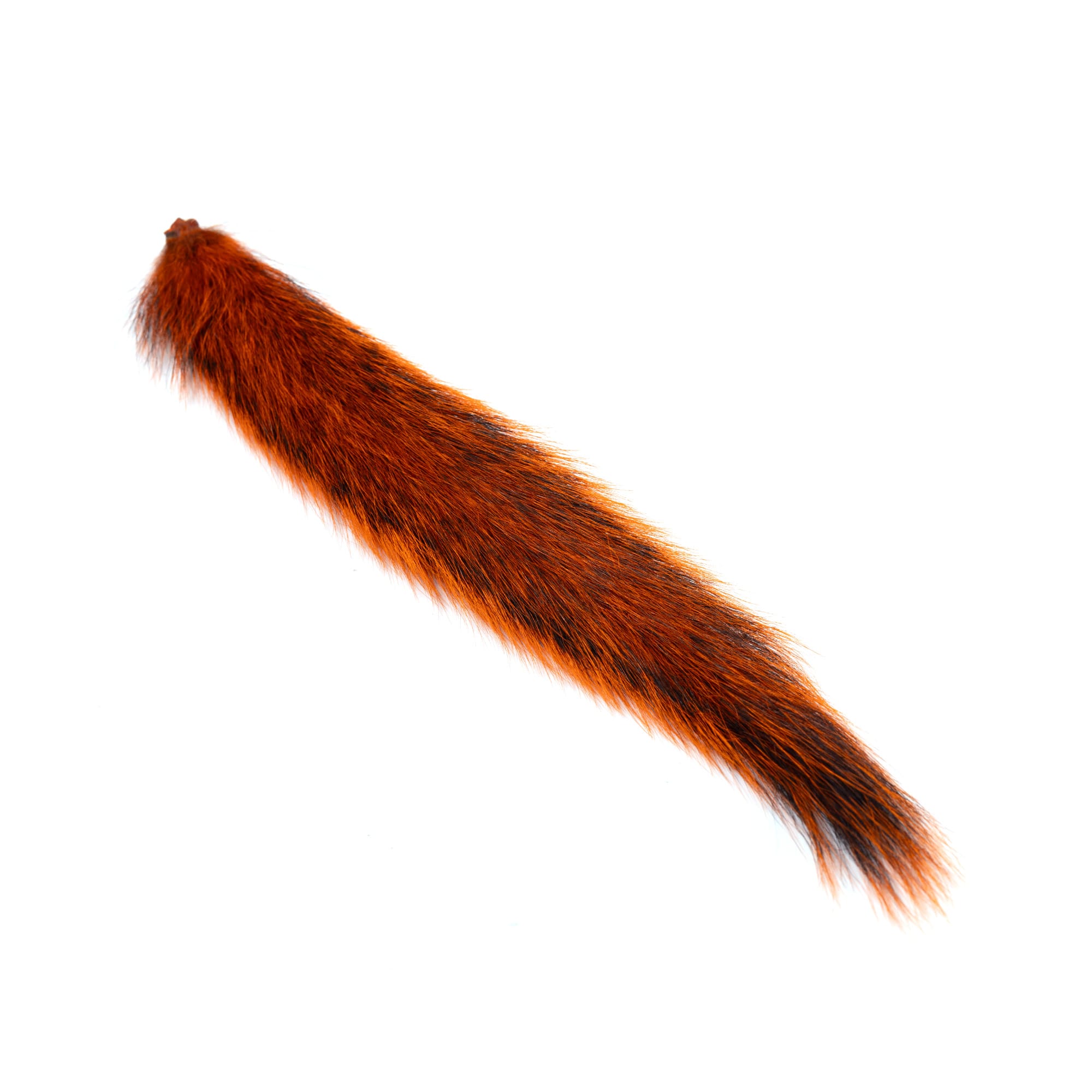 Squirrel Tail - Egernhaler