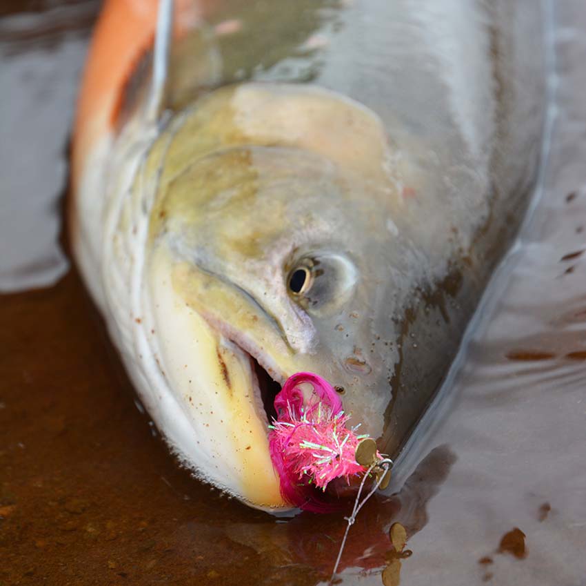 Artic Char Propelfly