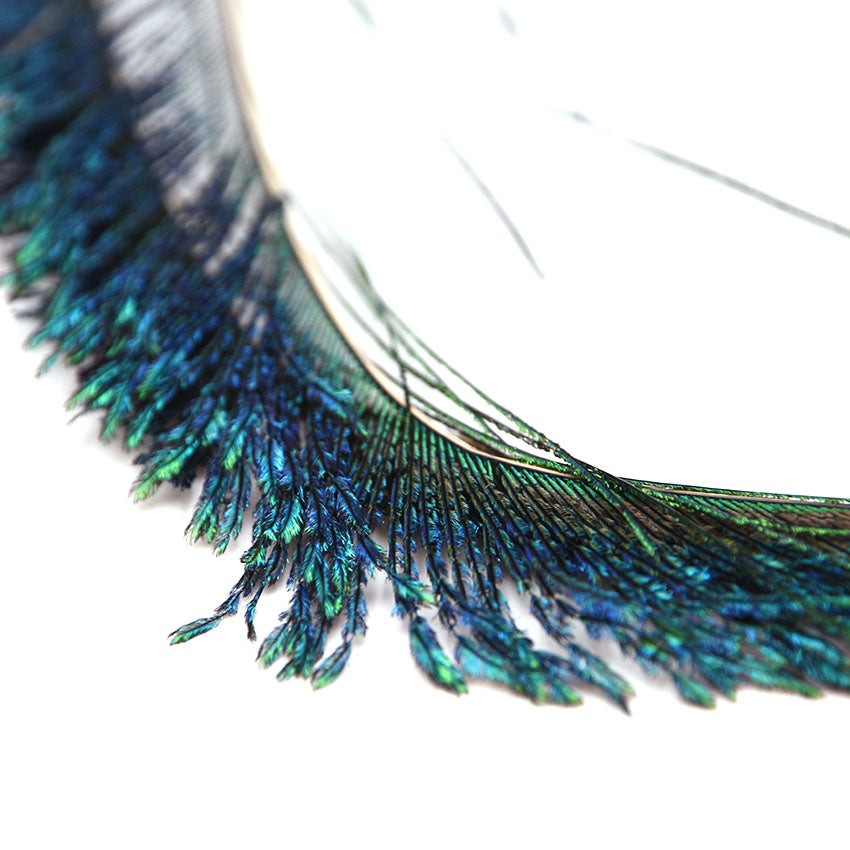Påfuglesværd - Peacock Sword Tails