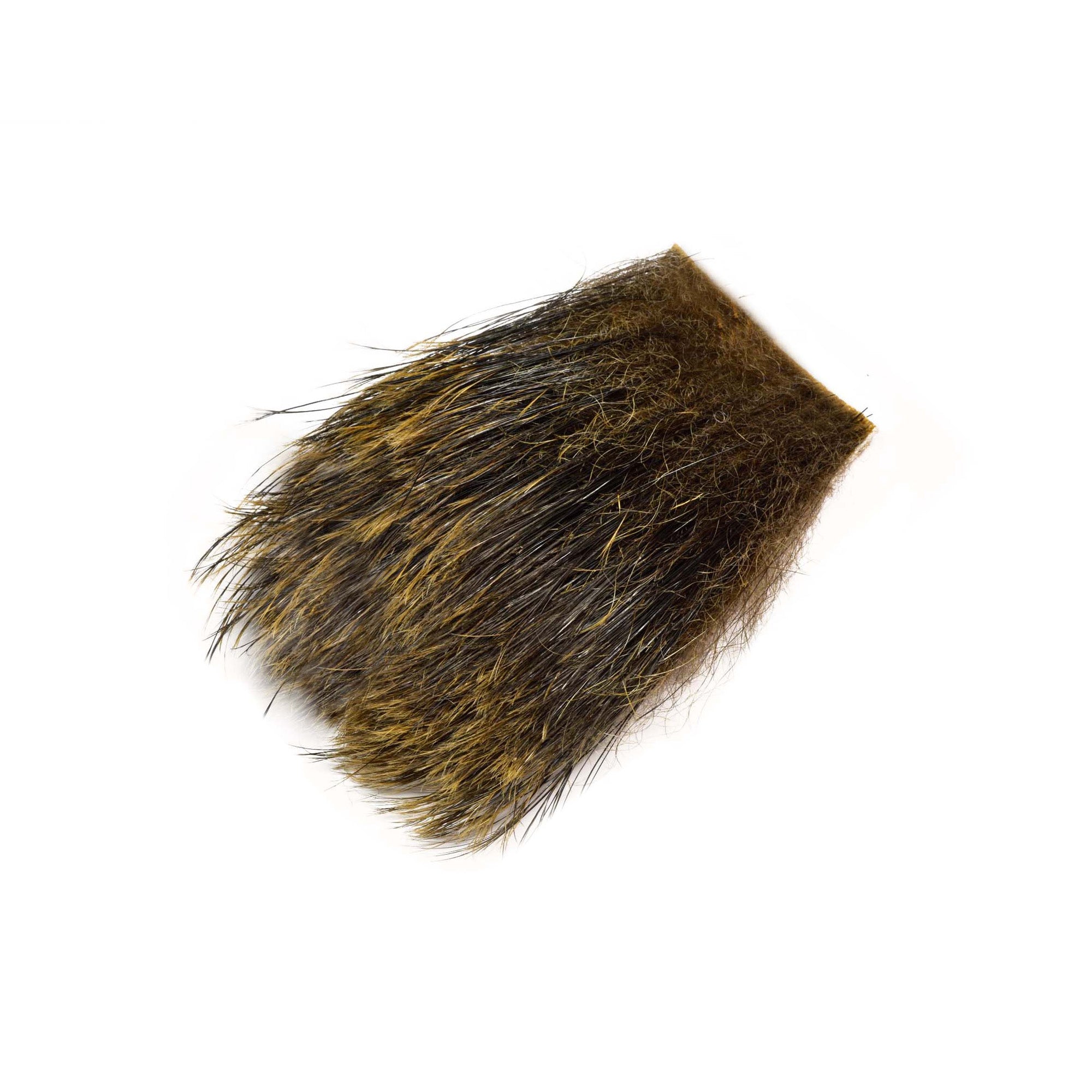 Wild Boar Feelers