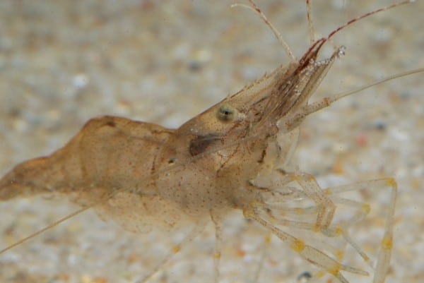 Final Shrimp