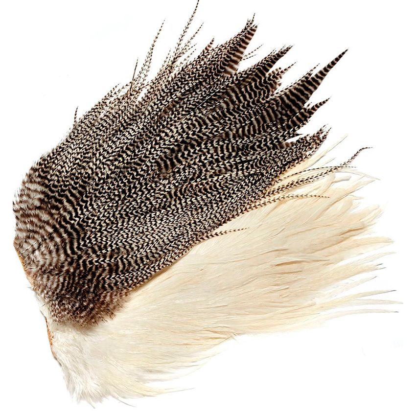 Genetic "flatwings" Saddle Grad 2