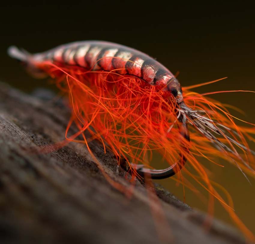 Gammarus SW - Tangloppe Rygskjold XS